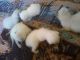 Balinese Cats for sale in Altamonte Springs, FL, USA. price: NA