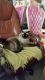 Balinese Cats for sale in Brooklyn, NY, USA. price: $1,500