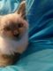 Balinese Cats for sale in Stevensville, MI 49127, USA. price: $400