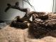 Ball Python Reptiles for sale in Ridgeland, MS, USA. price: NA