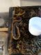 Ball Python Reptiles for sale in Toledo, OH, USA. price: NA