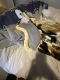 Ball Python Reptiles for sale in Xenia, OH 45385, USA. price: NA