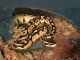 Ball Python Reptiles for sale in Taylor, MI 48180, USA. price: $60