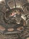 Ball Python Reptiles for sale in Waterford Twp, MI, USA. price: NA
