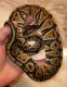 Ball Python Reptiles for sale in Poquoson, VA, USA. price: NA