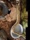 Ball Python Reptiles for sale in Charlotte, NC 28216, USA. price: $200