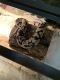Ball Python Reptiles for sale in 2917 Tuscany Ct, Palm Beach Gardens, FL 33410, USA. price: NA