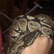 Ball Python Reptiles
