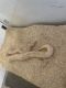 Ball Python Reptiles for sale in Bakersfield, CA, USA. price: NA