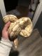 Ball Python Reptiles for sale in Monticello, IN 47960, USA. price: NA