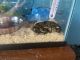 Ball Python Reptiles for sale in Fort Dodge, IA 50501, USA. price: NA