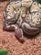 Ball Python Reptiles for sale in Northville, MI 48167, USA. price: NA