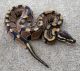 Ball Python Reptiles for sale in 180 S Washington St, Wilkes-Barre, PA 18701, USA. price: $180