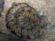 Ball Python Reptiles for sale in Sun Valley, AZ, USA. price: NA