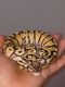 Ball Python Reptiles for sale in Apopka, FL, USA. price: NA