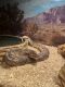 Ball Python Reptiles for sale in Suffolk, VA, USA. price: NA