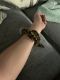 Ball Python Reptiles for sale in Jacksonville, NC 28543, USA. price: NA