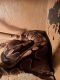 Ball Python Reptiles for sale in Newark, OH, USA. price: NA
