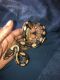 Ball Python Reptiles for sale in St Ann, MO, USA. price: NA
