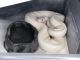 Ball Python Reptiles for sale in Houghton, MI 49931, USA. price: $700