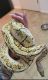 Ball Python Reptiles for sale in Albuquerque, NM, USA. price: $700