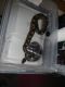 Ball Python Reptiles for sale in Shipshewana, IN 46565, USA. price: $100
