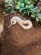 Ball Python Reptiles for sale in Fort Drum, NY, USA. price: NA