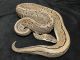 Ball Python Reptiles for sale in Baltimore, MD, USA. price: $900