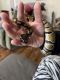 Ball Python Reptiles for sale in Chilton County, AL, USA. price: $30
