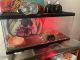 Ball Python Reptiles for sale in Newark, NJ, USA. price: $100