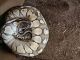 Ball Python Reptiles for sale in Santa Fe, TX, USA. price: NA