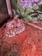 Ball Python Reptiles for sale in Bluff St, Carol Stream, IL 60188, USA. price: $250