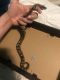 Ball Python Reptiles for sale in Chester, PA, USA. price: NA