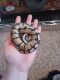 Ball Python Reptiles for sale in 68, 400 Bruce St, Clearfield, UT 84015, USA. price: $100