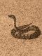 Ball Python Reptiles for sale in Grand Prairie, TX, USA. price: NA