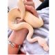 Ball Python Reptiles for sale in Jacksonville, NC, USA. price: NA