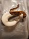 Ball Python Reptiles for sale in Fort Worth, TX 76123, USA. price: $800