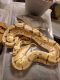 Ball Python Reptiles for sale in Fort Worth, TX 76123, USA. price: NA