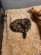 Ball Python Reptiles for sale in Jacksonville Beach, FL, USA. price: NA