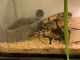 Ball Python Reptiles for sale in Auburn, NY 13021, USA. price: NA