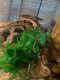 Ball Python Reptiles for sale in Flat Rock, MI, USA. price: NA