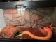 Ball Python Reptiles for sale in Mertztown, PA 19539, USA. price: NA