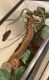 Ball Python Reptiles for sale in Sterling, VA, USA. price: NA
