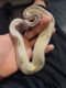 Ball Python Reptiles for sale in College Station, TX, USA. price: NA