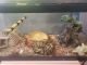 Ball Python Reptiles for sale in Richmond, VA, USA. price: NA