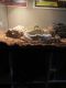 Ball Python Reptiles for sale in Fort Worth, TX, USA. price: NA