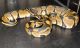Ball Python Reptiles for sale in Hampton, GA 30228, USA. price: $250