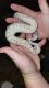 Ball Python Reptiles for sale in Hampton, GA 30228, USA. price: $1,500