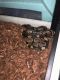 Ball Python Reptiles for sale in Clarksville, TN, USA. price: NA
