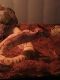 Ball Python Reptiles for sale in Toledo, OH, USA. price: $500